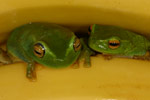 Dainty Tree Frog (Litoria gracilenta) Copyright Amphibian Research Centre.