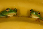 Dainty Tree Frog (Litoria gracilenta) Copyright Amphibian Research Centre.