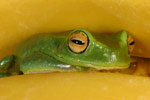 Dainty Tree Frog (Litoria gracilenta) Copyright Amphibian Research Centre.