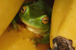 Dainty Tree Frog (Litoria gracilenta) Copyright Amphibian Research Centre.