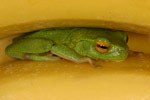 Dainty Tree Frog (Litoria gracilenta) Copyright Amphibian Research Centre.