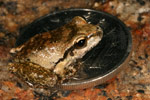 Lesueur's Tree Frog (Litoria lesueuri) Copyright Amphibian Research Centre.