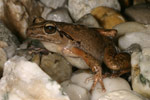 Lesueur's Tree Frog (Litoria lesueuri) Copyright Amphibian Research Centre.