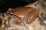 Lesueur's Tree Frog (Litoria lesueuri) Copyright Amphibian Research Centre.