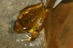 Lesueur's Tree Frog (Litoria lesueuri) Copyright Amphibian Research Centre.