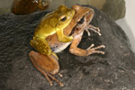 Lesueur's Tree Frog (Litoria lesueuri) Copyright Amphibian Research Centre.