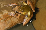 Lesueur's Tree Frog (Litoria lesueuri) Copyright Amphibian Research Centre.