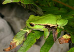 Leaf Green Tree Frog (Litoria nudidigita) Copyright Amphibian Research Centre.