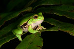 Leaf Green Tree Frog (Litoria nudidigita) Copyright Amphibian Research Centre.