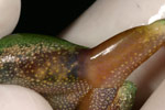 Leaf Green Tree Frog (Litoria nudidigita) Copyright Amphibian Research Centre.