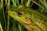 Growling Grass Frog (Litoria raniformis) Copyright Amphibian Research Centre.