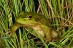 Growling Grass Frog (Litoria raniformis) Copyright Amphibian Research Centre.