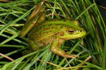 Growling Grass Frog (Litoria raniformis) Copyright Amphibian Research Centre.