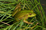Growling Grass Frog (Litoria raniformis) Copyright Amphibian Research Centre.
