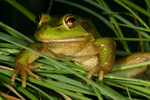Growling Grass Frog (Litoria raniformis) Copyright Amphibian Research Centre.