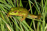 Growling Grass Frog (Litoria raniformis) Copyright Amphibian Research Centre.