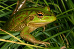 Growling Grass Frog (Litoria raniformis) Copyright Amphibian Research Centre.