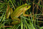 Growling Grass Frog (Litoria raniformis) Copyright Amphibian Research Centre.