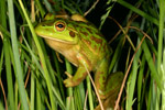 Growling Grass Frog (Litoria raniformis) Copyright Amphibian Research Centre.