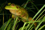 Growling Grass Frog (Litoria raniformis) Copyright Amphibian Research Centre.