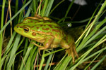 Growling Grass Frog (Litoria raniformis) Copyright Amphibian Research Centre.