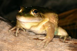 Growling Grass Frog (Litoria raniformis) Copyright Amphibian Research Centre.