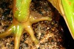 Growling Grass Frog (Litoria raniformis) Copyright Amphibian Research Centre.