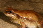 Desert Tree Frog (Litoria rubella) Copyright Amphibian Research Centre.