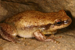 Desert Tree Frog (Litoria rubella) Copyright Amphibian Research Centre.