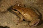 Desert Tree Frog (Litoria rubella) Copyright Amphibian Research Centre.