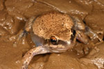 Desert Tree Frog (Litoria rubella) Copyright Amphibian Research Centre.