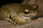Spotted Tree Frog (Litoria spenceri) Copyright Amphibian Research Centre.