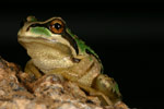 Verreaux's Tree Frog (Litoria verreauxi) Copyright Amphibian Research Centre.