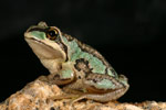Verreaux's Tree Frog (Litoria verreauxi) Copyright Amphibian Research Centre.