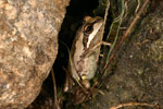 Verreaux's Tree Frog (Litoria verreauxi) Copyright Amphibian Research Centre.