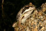 Verreaux's Tree Frog (Litoria verreauxi) Copyright Amphibian Research Centre.