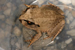 Great Barred Frog (Mixophyes fasciolatus) Copyright Amphibian Research Centre.