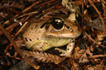 Great Barred Frog (Mixophyes fasciolatus) Copyright Amphibian Research Centre.