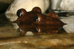 Great Barred Frog (Mixophyes fasciolatus) Copyright Amphibian Research Centre.