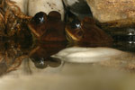 Great Barred Frog (Mixophyes fasciolatus) Copyright Amphibian Research Centre.