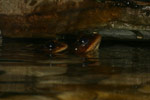 Great Barred Frog (Mixophyes fasciolatus) Copyright Amphibian Research Centre.