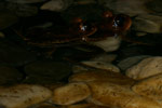 Great Barred Frog (Mixophyes fasciolatus) Copyright Amphibian Research Centre.