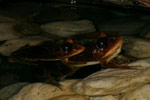 Great Barred Frog (Mixophyes fasciolatus) Copyright Amphibian Research Centre.