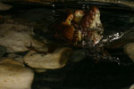Great Barred Frog (Mixophyes fasciolatus) Copyright Amphibian Research Centre.