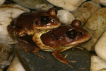 Great Barred Frog (Mixophyes fasciolatus) Copyright Amphibian Research Centre.