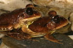 Great Barred Frog (Mixophyes fasciolatus) Copyright Amphibian Research Centre.