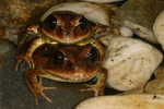 Great Barred Frog (Mixophyes fasciolatus) Copyright Amphibian Research Centre.