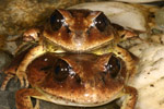 Great Barred Frog (Mixophyes fasciolatus) Copyright Amphibian Research Centre.