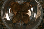 Great Barred Frog (Mixophyes fasciolatus) Copyright Amphibian Research Centre.