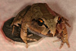 Great Barred Frog (Mixophyes fasciolatus) Copyright Amphibian Research Centre.